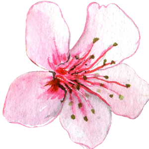 Cherry-blossom-petal